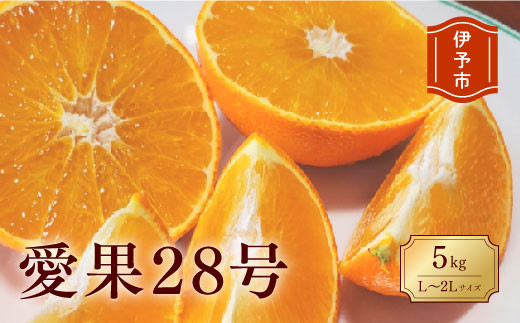 愛果28号 1