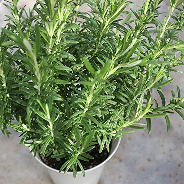 22年 ハーブ初心者向け苗のおすすめ人気ランキング10選 Mybest 22年 ハーブ初心者向け苗のおすすめ人気ランキング10選 Mybest