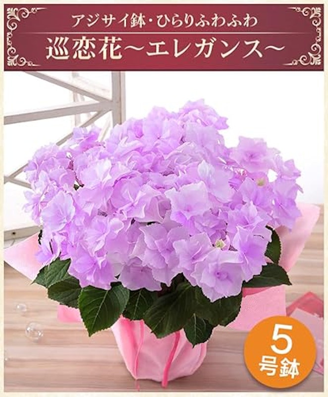 アジサイ 巡恋花エレガンス 2