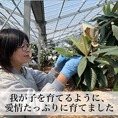 早苗果樹園 高倉びわ 6