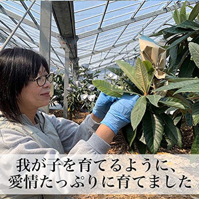 早苗果樹園 高倉びわ 6