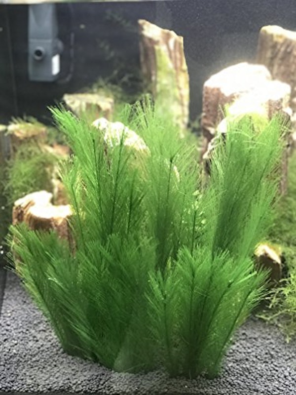 フィッシュタンク人工水草 3