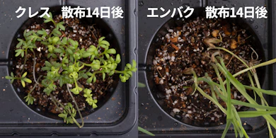 発芽しにくさの検証では、クレス・エンバクとも発芽した