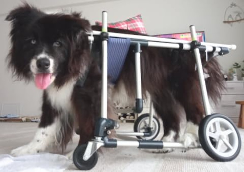 犬用4輪車椅子 2