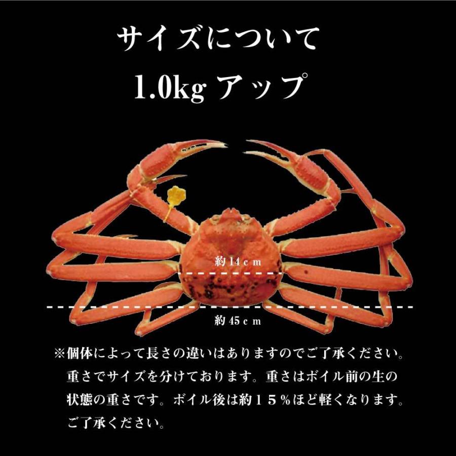 浜茹で越前がに 5