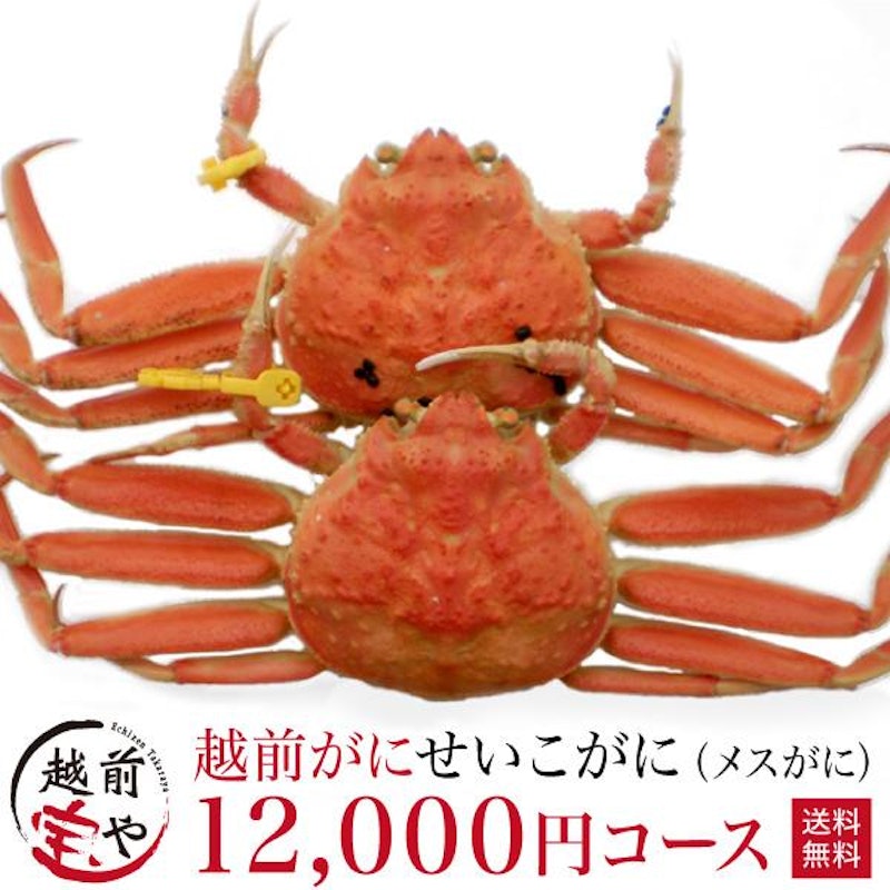 越前ガニ 1