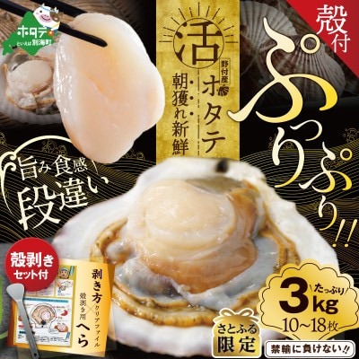 活ホタテ貝 1