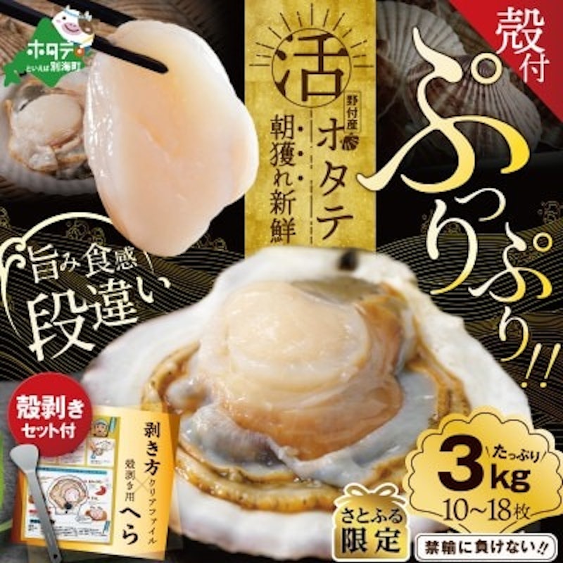 活ホタテ貝 1