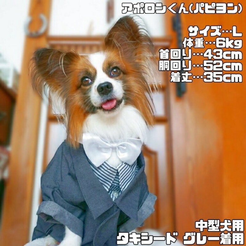 犬用タキシード 3