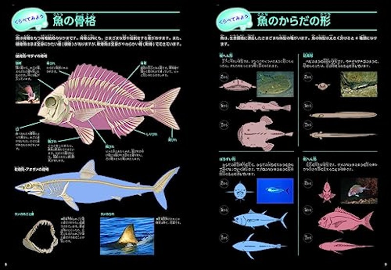 魚 新版 6