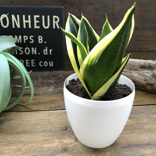 22年 観葉植物のおすすめ人気ランキング28選 Mybest