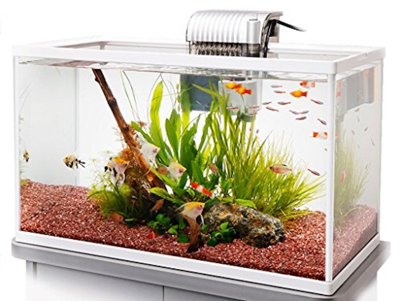 22年 熱帯魚用水槽のおすすめ人気ランキング18選 Mybest 22年 熱帯魚用水槽のおすすめ人気ランキング18選 Mybest