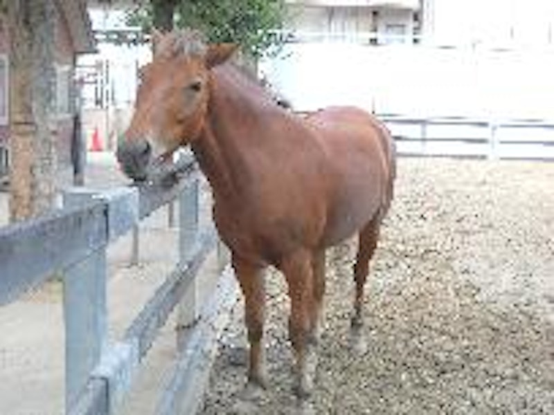 碑文谷公園 こども動物広場 1