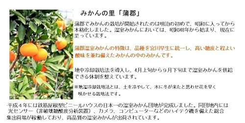 蒲郡温室みかんM秀品 12玉 3