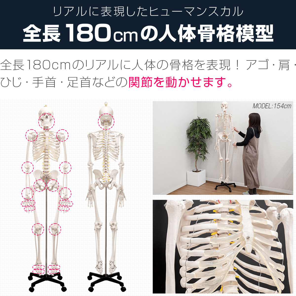 人体骨格模型 2