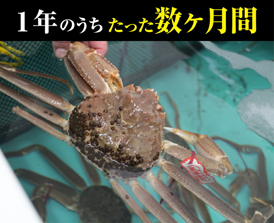 山陰沖日本海産 松葉ガニ 2