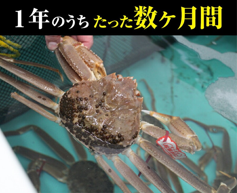 山陰沖日本海産 松葉ガニ 2