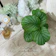 芳樹園 カラテア オルビフォリア 1