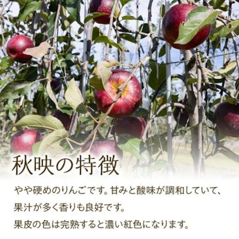 訳あり 信州のりんご 秋映 2