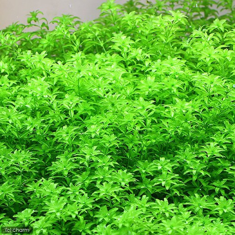 21年 熱帯魚用水草のおすすめ人気ランキング10選 Mybest 21年 熱帯魚用水草のおすすめ人気ランキング10選 Mybest