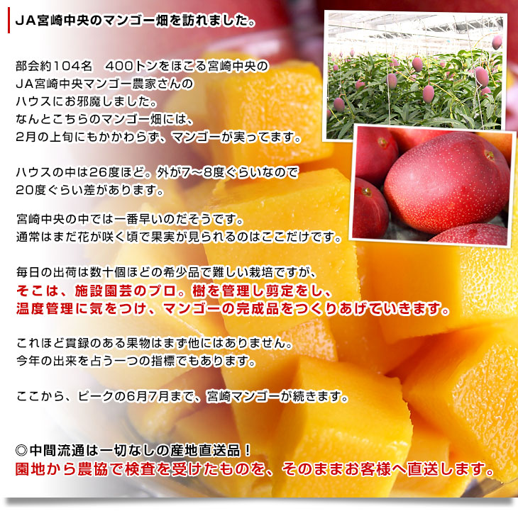 完熟マンゴー 太陽のタマゴ 4