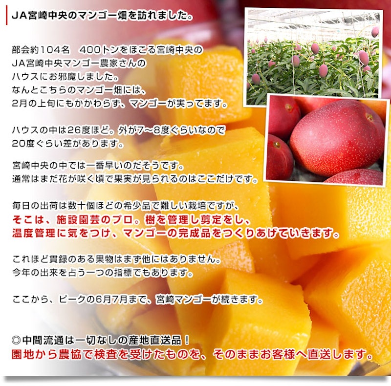完熟マンゴー 太陽のタマゴ 4