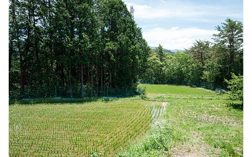 信州産コシヒカリ 富永農園の玄米 5