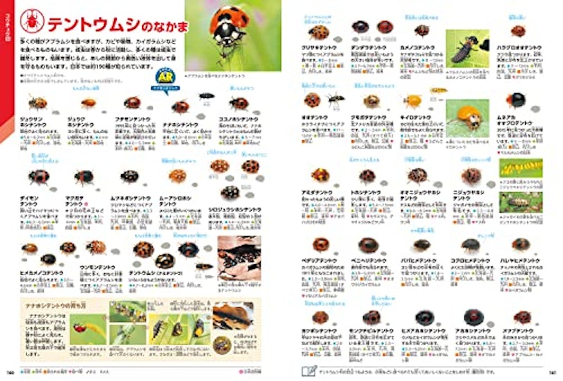 昆虫 新版 4