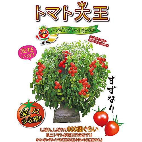 ミニトマト苗 トマト大王 トレーディングタイプ 2