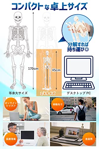 KIYOMARU ソフトな質感で15分解できる卓上サイズの人体解剖模型 人体模型