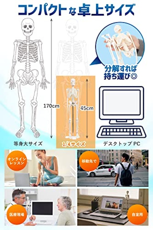全身骨格模型 4
