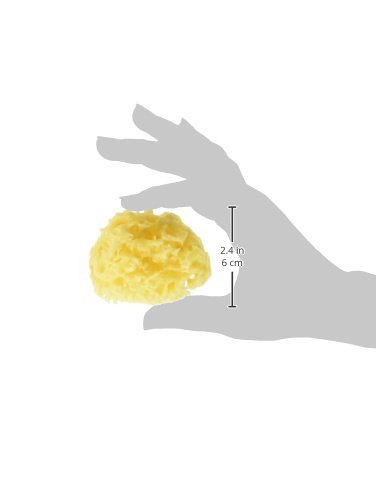 天然カイメン 2