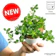 LAND PLANTS フィカス・シャングリラ 1