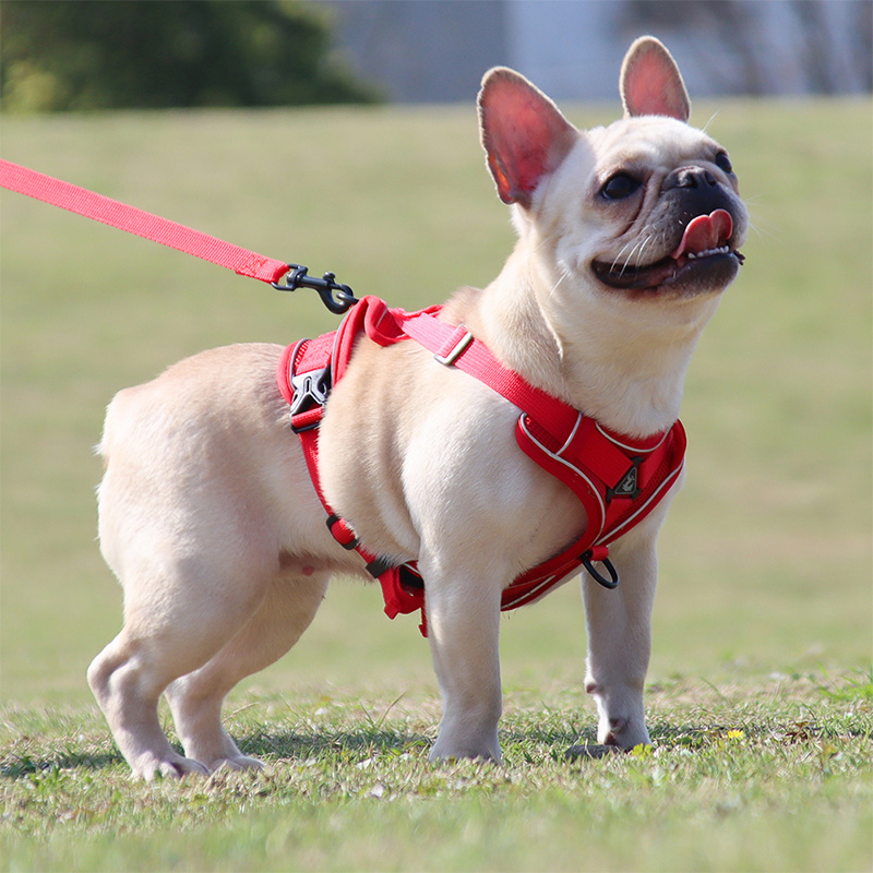 人気急上昇 Sleepypod マーチンゲールドッグハーネス Sサイズ パワーリーシュ Mサイズ 小型犬 ハーネス リード 犬 抜け ない 抜けない デザイン 散歩 グッズ 小型犬用 おしゃれ ダックス シュナウザー パグ 柴犬 Fucoa Cl