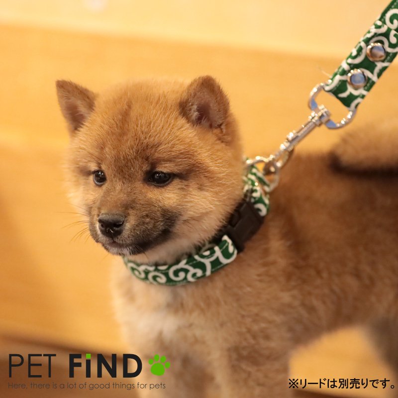 唐草模様犬用首輪 4