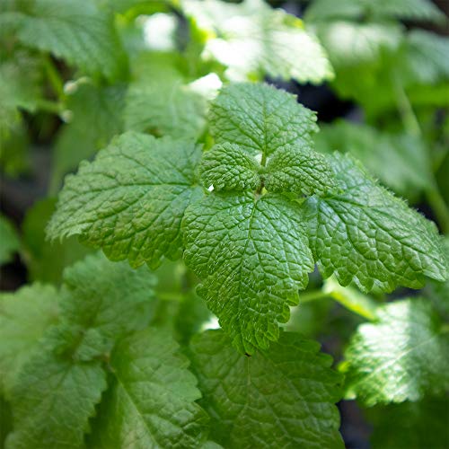 22年 ハーブ初心者向け苗のおすすめ人気ランキング10選 Mybest