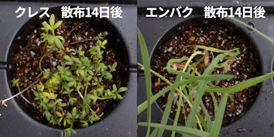 発芽しにくさの検証では、新しい芽が出てそのまま伸びた