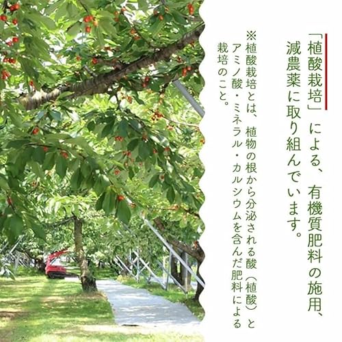 佐藤錦 3