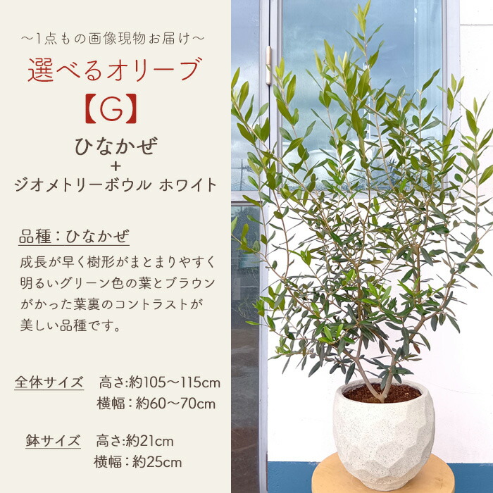 選べるオリーブ 8