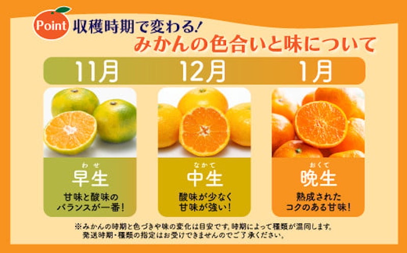 温州みかん 4