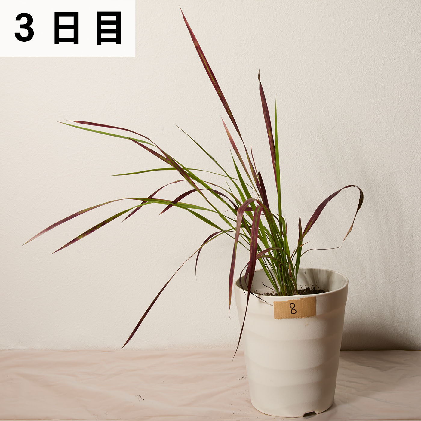 はやく効くお酢の除草剤 14