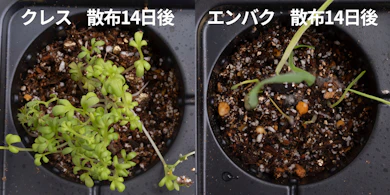 発芽しにくさの検証では、とくにクレスが多く発芽した