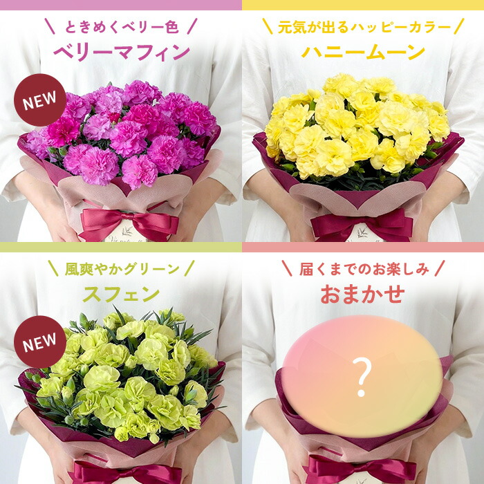 カーネーション 6