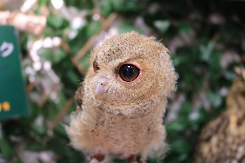 21年 東京都内のフクロウカフェのおすすめ人気ランキング10選 Mybest 21年 東京都内のフクロウカフェのおすすめ人気ランキング10選 Mybest