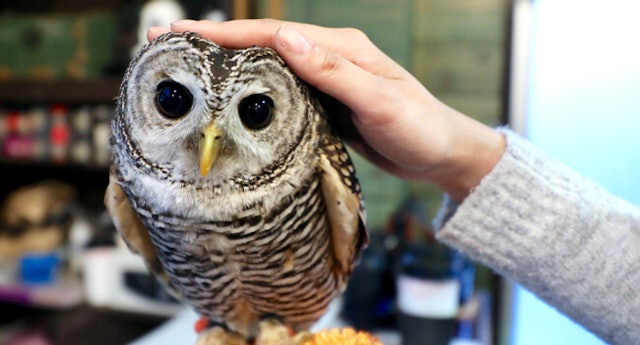 21年 東京都内のフクロウカフェのおすすめ人気ランキング10選 Mybest 21年 東京都内のフクロウカフェのおすすめ人気ランキング10選 Mybest