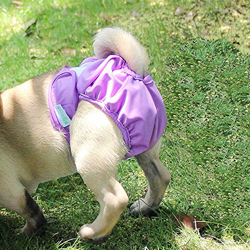 犬用オムツ 3