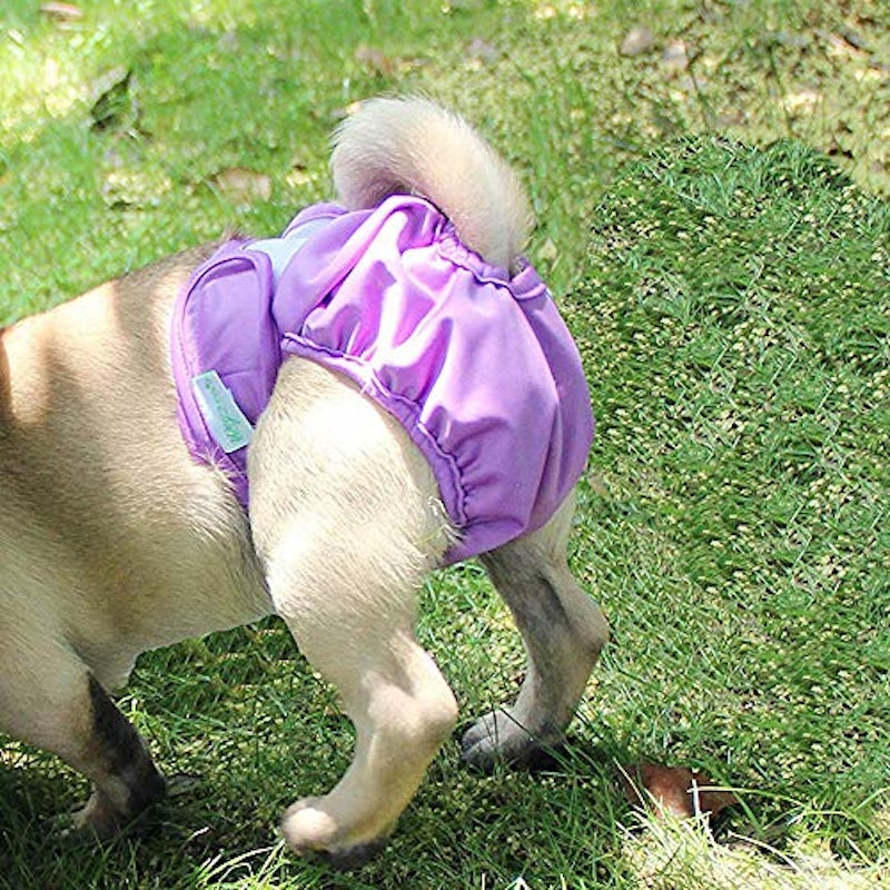 犬用オムツ 3