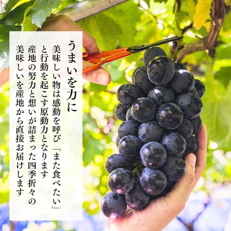 冷凍 種あり巨峰 9