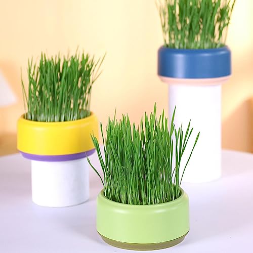 猫草栽培キット 2