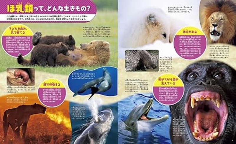 動物 新訂二版 4